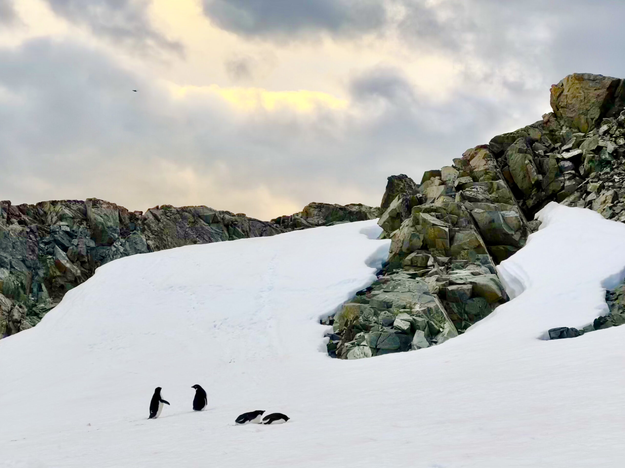 Penguins
